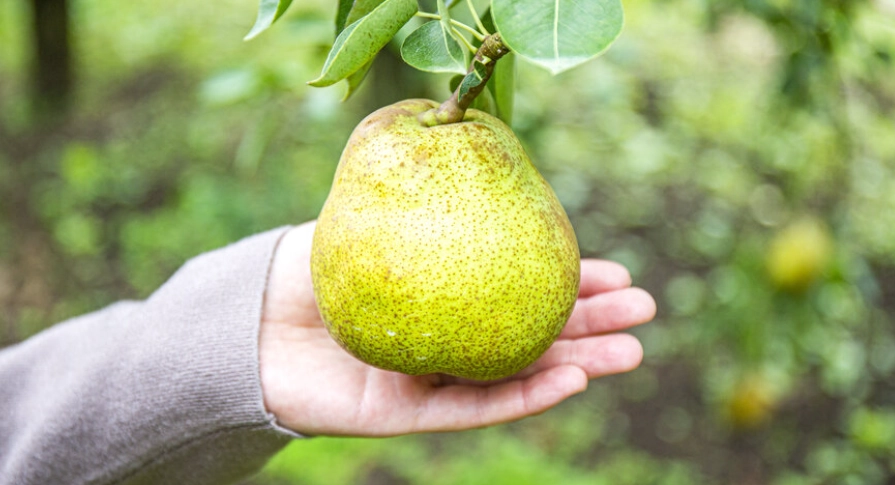 西洋梨保存方法 西洋梨保存方法