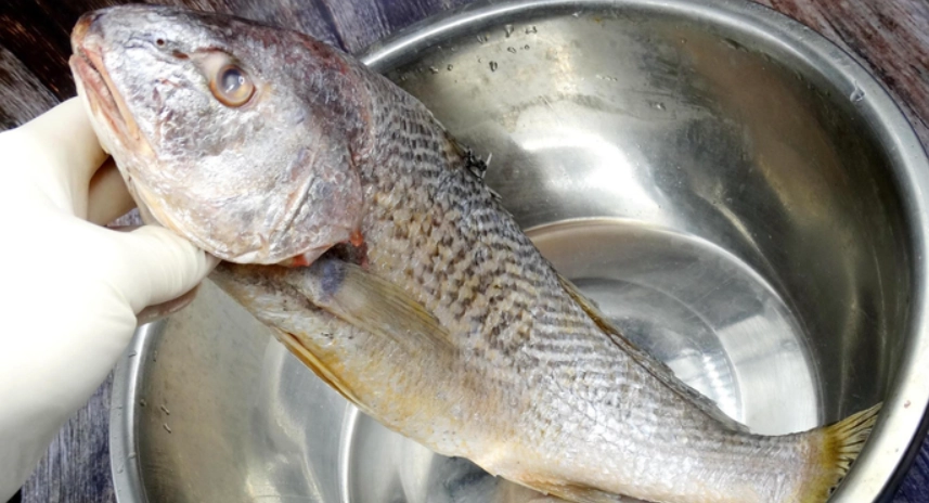 鹽水解凍魚原理 鹽水解凍魚原理