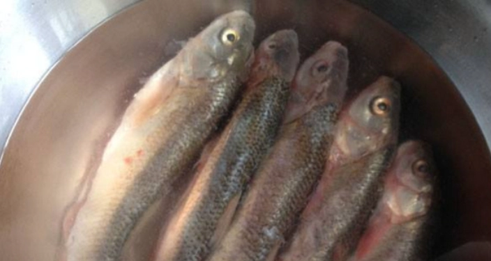 快速解凍魚方法 快速解凍魚方法