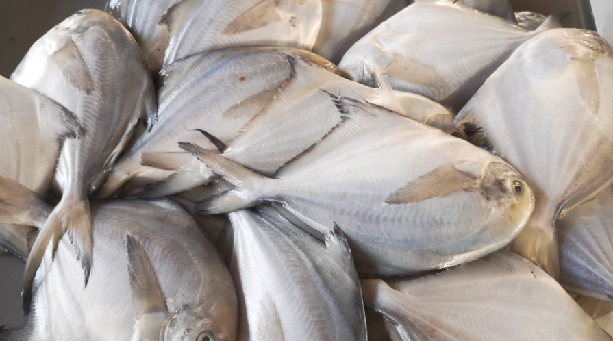 冷凍魚退冰技巧 冷凍魚退冰技巧