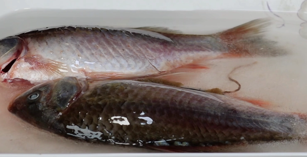 鹽水解凍 vs 冷水解凍 鹽水解凍 vs 冷水解凍