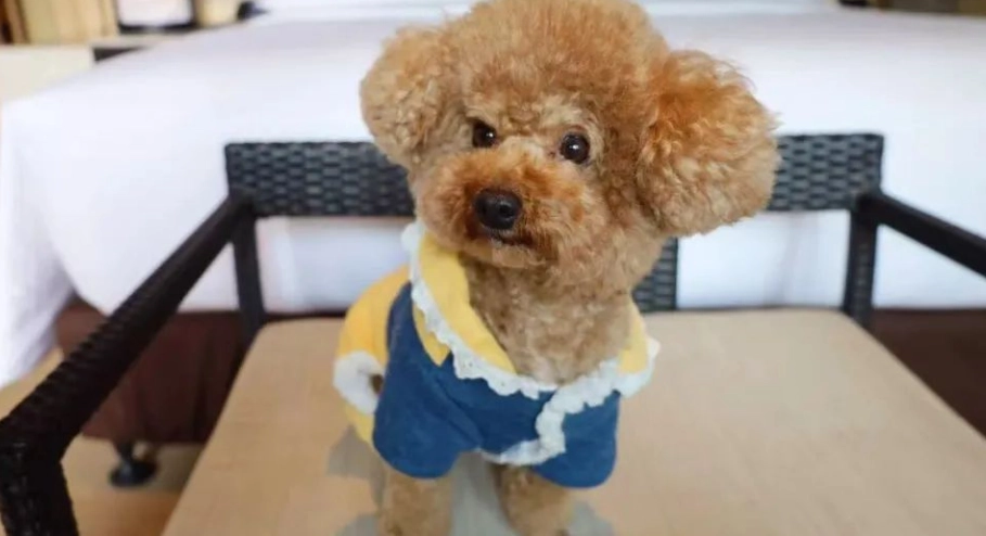 寵物友善小木屋