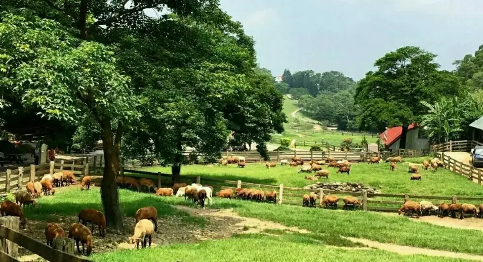 苗栗適合老人的景點全攻略：輕鬆慢活、無障礙友善的銀髮旅遊推薦