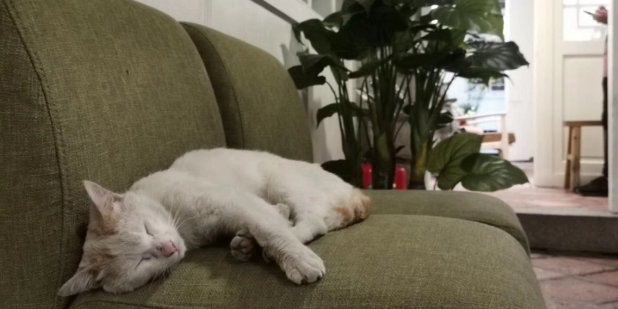 帶貓旅行住宿指南：寵物友善旅館挑選與入住全攻略