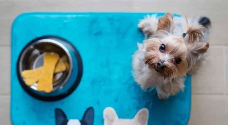 帶寵物住宿苗栗