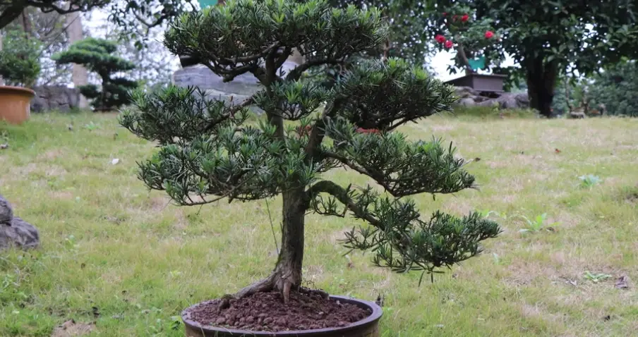 水培羅漢松方法