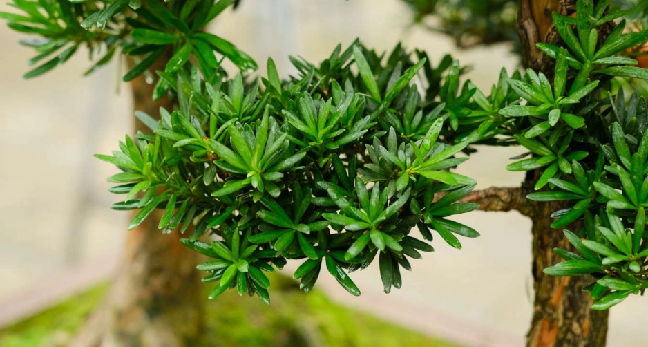 水培羅漢松方法