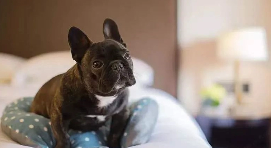 帶寵物住宿苗栗