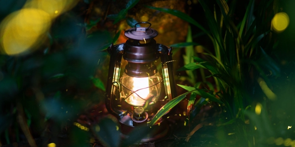 螢火蟲觀賞攻略 螢火蟲觀賞攻略