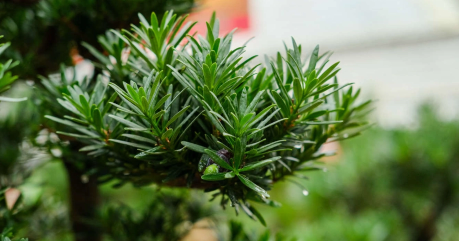 台灣羅漢松品種全攻略：從選購到養護，打造你的專屬綠意