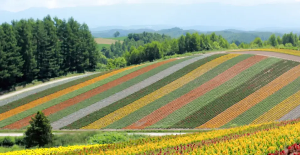 北海道旅遊攻略 北海道旅遊攻略