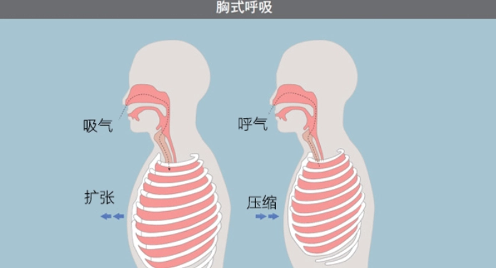 掌握胸腹式呼吸技巧：改善健康與表現的完整指南