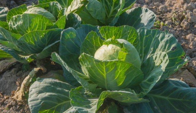 高麗菜冰箱存放 高麗菜冰箱存放