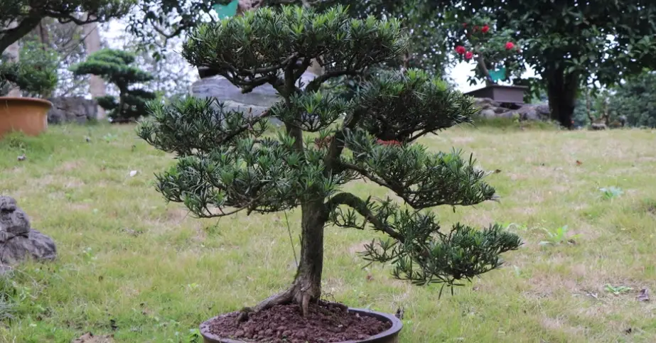 羅漢松枯葉病防治全攻略：症狀、成因與根治方法