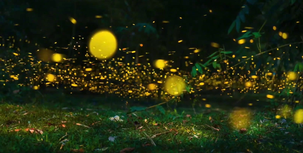 螢火蟲景點 螢火蟲景點