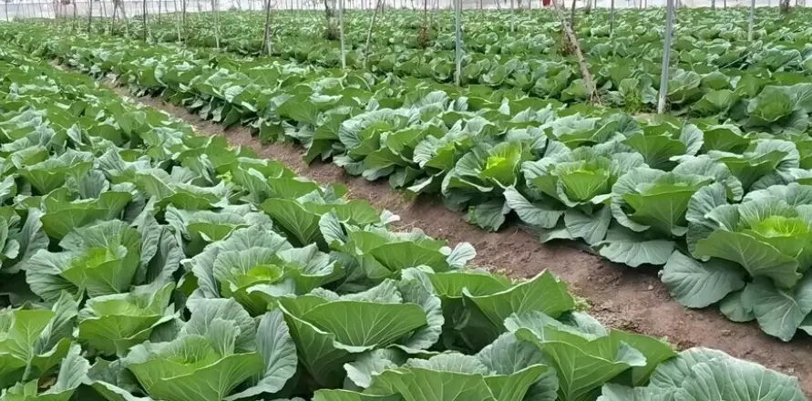 洗過的高麗菜保存 洗過的高麗菜保存