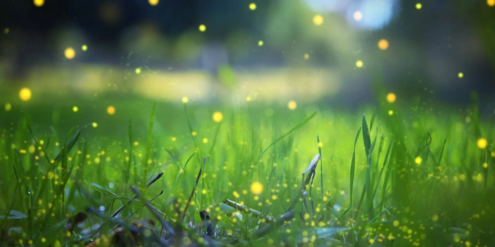 台灣螢火蟲季節 台灣螢火蟲季節