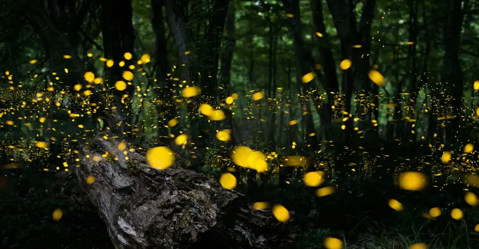 螢火蟲觀賞攻略 螢火蟲觀賞攻略
