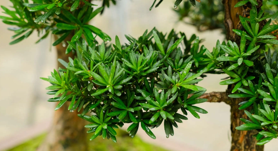 羅漢松葉子枯黃