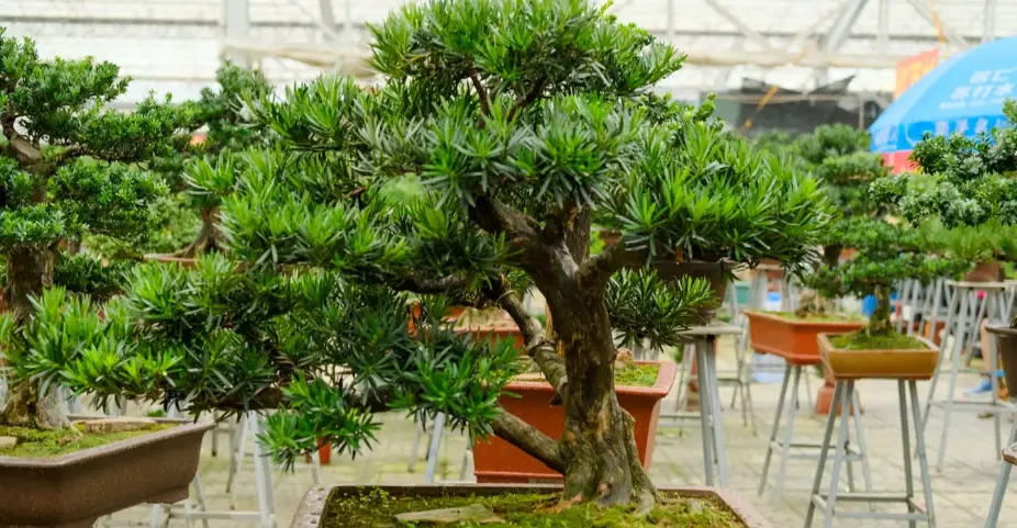 羅漢松葉子枯黃