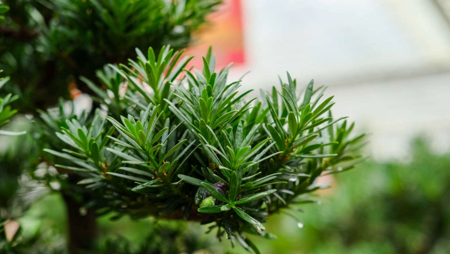 羅漢松葉子枯黃