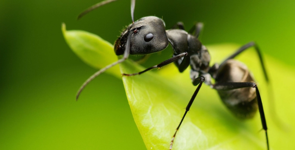 從螞蟻找路到人生導航：解鎖高效決策的仿生智慧