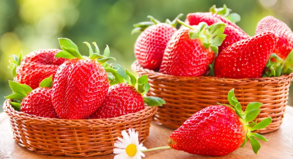 冬季食物儲存 冬季食物儲存