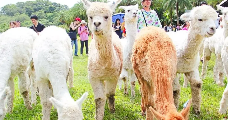 新竹農場推薦 新竹農場推薦