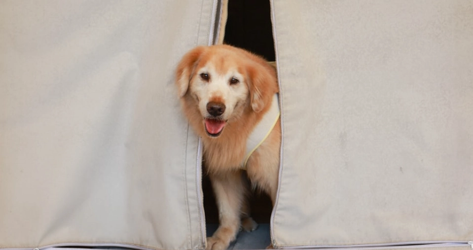 帶寵物露營 帶寵物露營