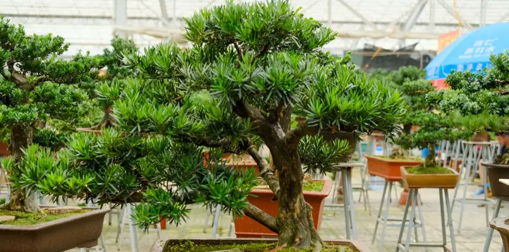 盆栽羅漢松價格 盆栽羅漢松價格