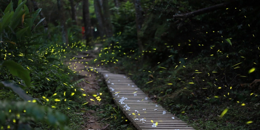 螢火蟲桃園：完整觀賞攻略與熱點推薦