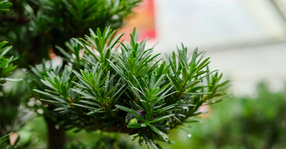 小葉羅漢松修剪全攻略：時機、技巧與常見錯誤解析