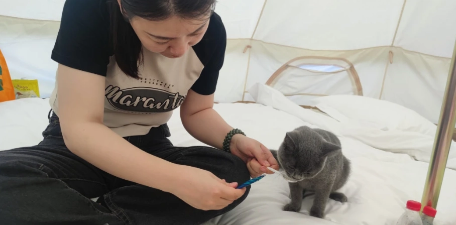 帶寵物露營 帶寵物露營