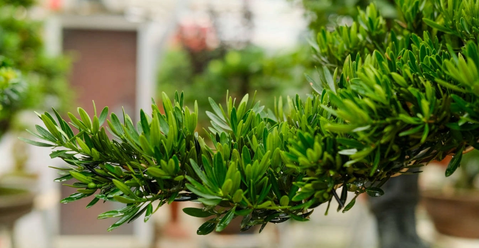 小葉羅漢松照顧 小葉羅漢松照顧