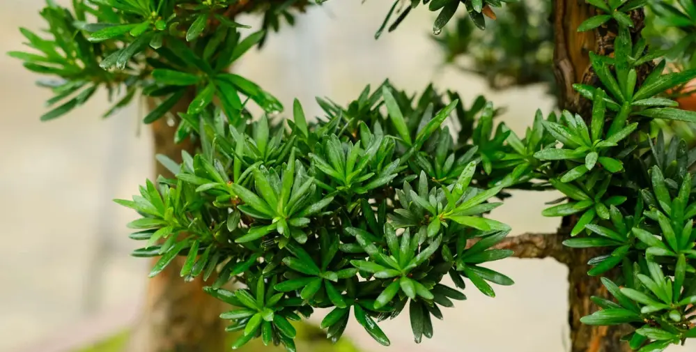 盆栽羅漢松價格 盆栽羅漢松價格