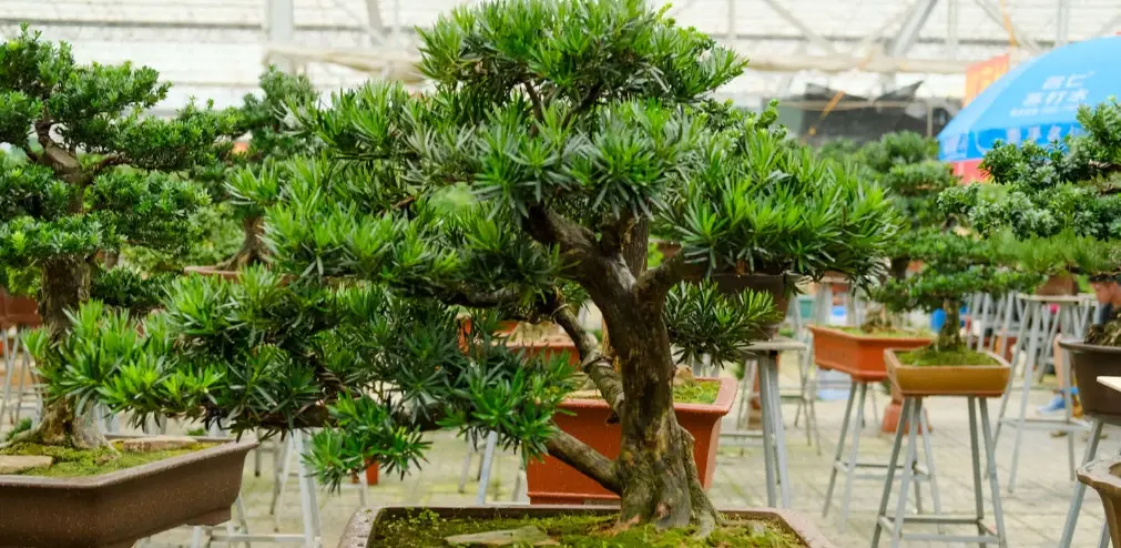 小葉羅漢松照顧 小葉羅漢松照顧