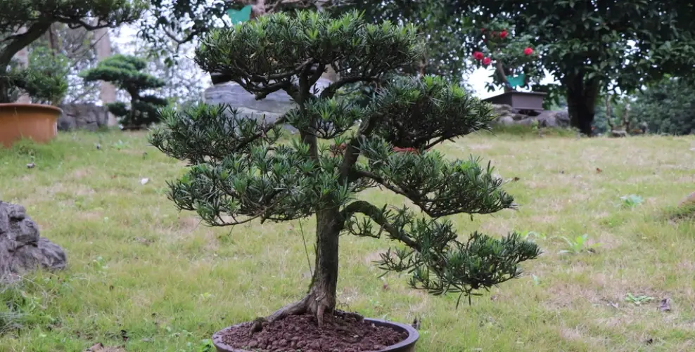 羅漢松盆栽價格全解析：從市場行情到選購避坑指南