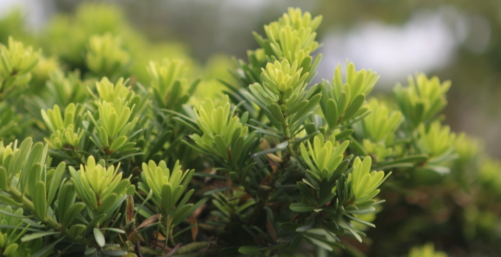 羅漢松造型修剪 羅漢松造型修剪