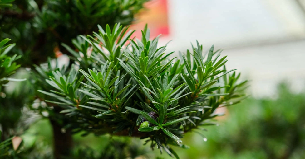 羅漢松價格 羅漢松價格