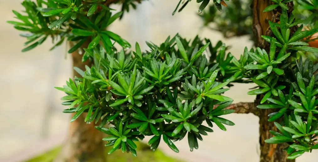 羅漢松造型修剪 羅漢松造型修剪