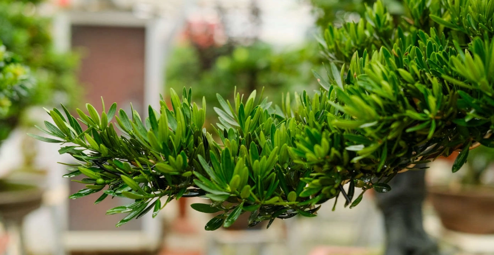 羅漢松價格 羅漢松價格