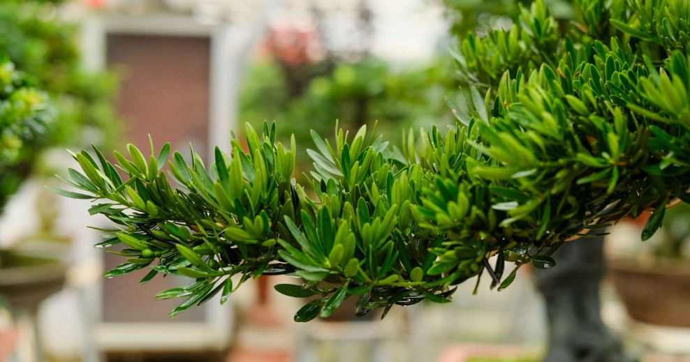 羅漢松枯黃全解析：原因診斷與拯救步驟一次看懂