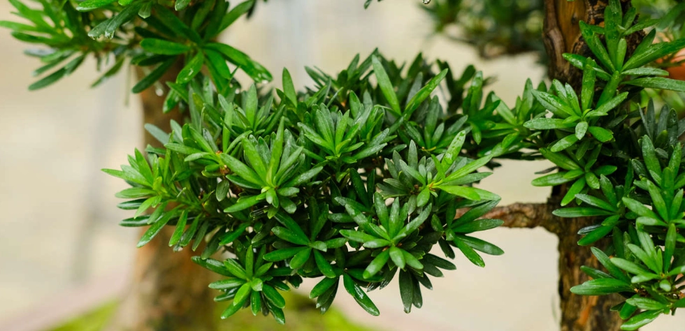 羅漢松葉子變黃 羅漢松葉子變黃