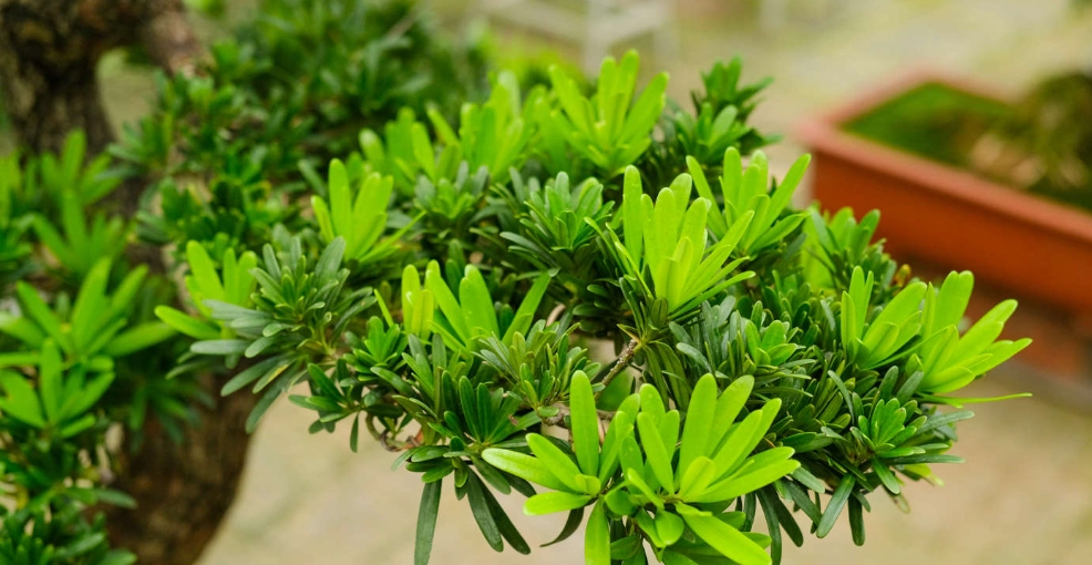 小葉羅漢松照顧 小葉羅漢松照顧