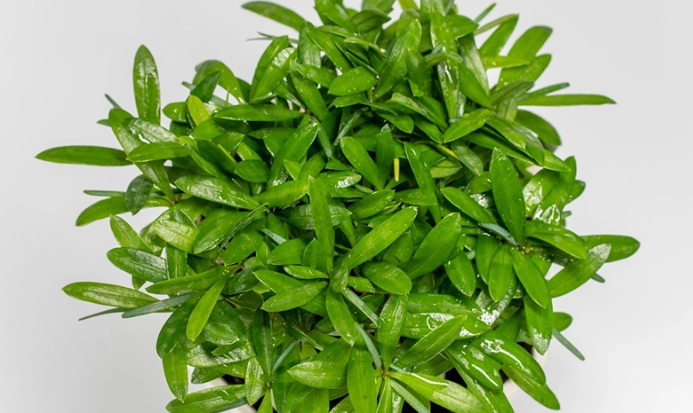 羅漢松造型修剪 羅漢松造型修剪