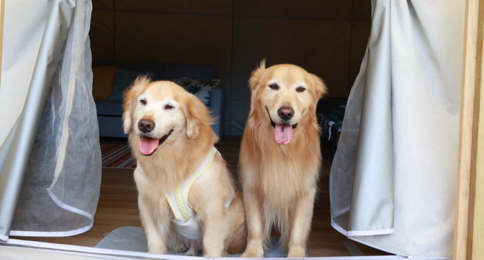 寵物友善露營 寵物友善露營