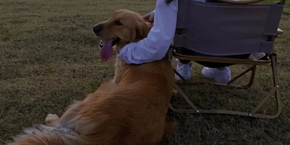 免裝備露營寵物全攻略：帶毛孩輕鬆享受戶外樂趣