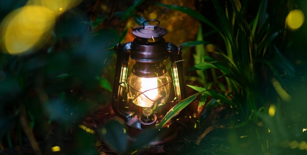 螢火蟲觀賞時間