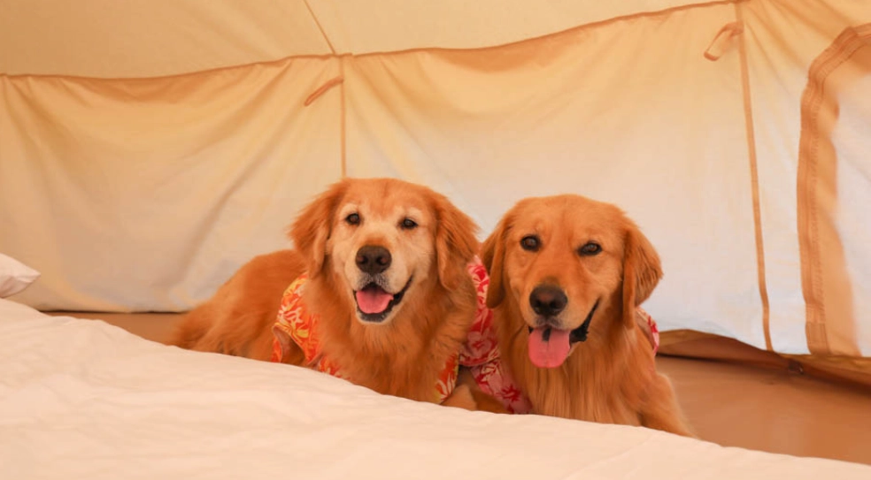 寵物友善露營 寵物友善露營