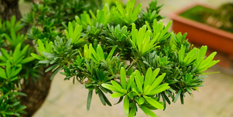 盆栽羅漢松價格 盆栽羅漢松價格